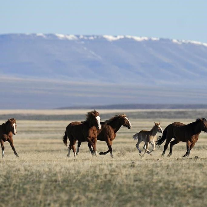 Federal agency given deadline to explain why deadly Nevada wild horse roundup should continue